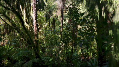Traveling-Through-New-Zealand-Native-Bush-Forest-during-sunny-day