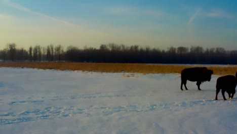 one-bison-cattle-faces-the-camera-on-a-closup-4k-view-while-other-buffalo-continue-their-journey-to-join-their-exodus-herd-from-the-East-to-the-West-at-the-protected-Elk-Island-National-Park-in-Canada