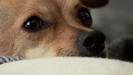 Süßer-Hirschkopf-Chihuahua-Ruht-Plötzlich-Aufmerksam-Durch-Geräusche-Im-Hintergrund
