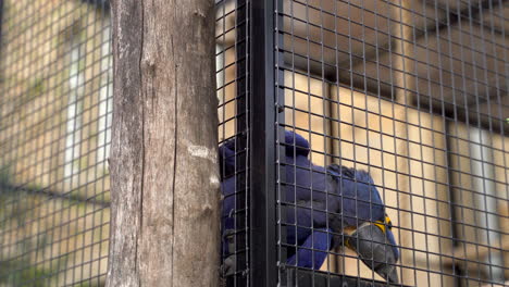 Close-Up-Of-Hyacinth-Macaw-In-Bird-Cage