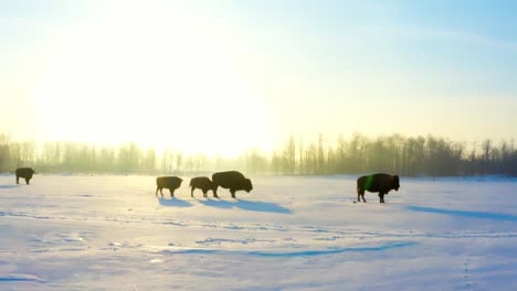 aerial-flyover-to-paused-buffalos-and-their-offspring-endangered-young-in-a-winter-snow-covered-path-as-they-wait-for-their-other-adult-bisons-to-join-their-herd-to-the-otherside-of-the-forest-plain