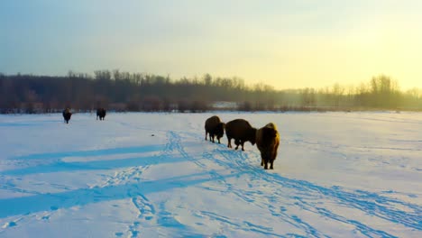 winter-buffalos-with-their-heavy-brown-coats-for-the-cold-snow-covered-paths-follow-each-other-while-one-stops-to-observe-the-beautiful-sunrise-as-their-shows-reflect-on-the-frosty-morning-path-3-6