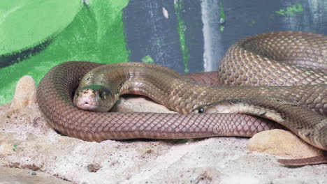 Pair-Of-Snakes-In-The-Zoo---close-up