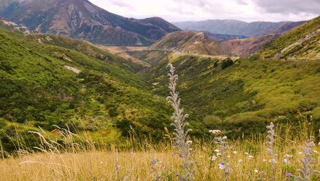 Low-Angle-Shot-Der-Lavendelpflanze-Auf-Landwirtschaftlichen-Feldern-Mit-Gigantischen-überwucherten-Bergen-Im-Hintergrund