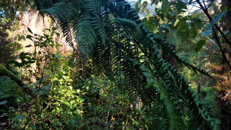 Exotic-plants-and-leaves-in-rainforest-of-New-Zealand-during-sunshine-at-daytime
