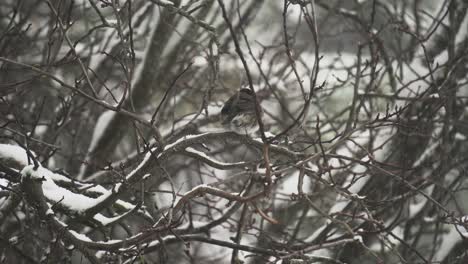 Dark-eyed-Junco-songbird-resting-on-a-snow-covered-tree-branch-during-a-heavy-snowfall
