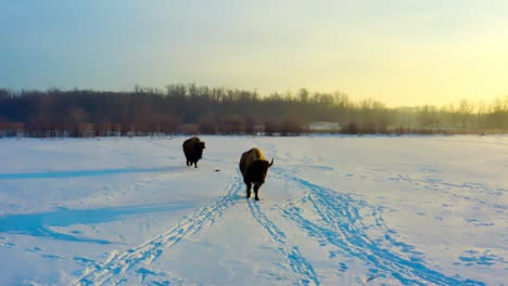 Nahaufnahme-Der-Letzten-Paar-Großen-Büffel-Hinter-Der-Herde-Während-Eines-Strahlend-Sonnigen-Sonnenaufgangs-An-Einem-Atemberaubenden-Wintermorgen-Durch-Eine-Flache-Waldebene-In-Nordamerika,-Während-Diese-Bisons-Ihren-üblichen-Weg-6-6-Wandern