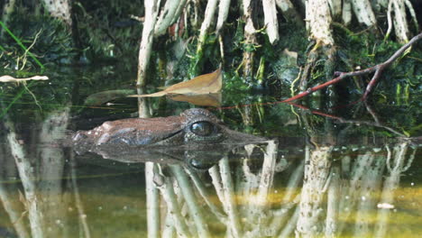 Krokodilauge-über-Der-Wasseroberfläche-Gesehen