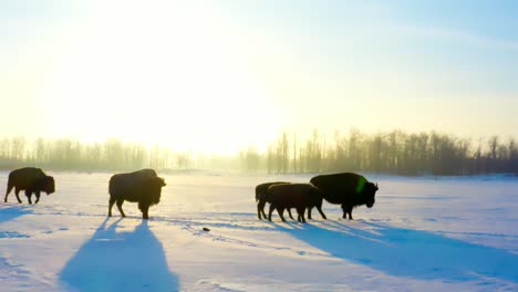 winter-buffalos-migrating-with-offspring-calfs-and-male-bisons-during-a-glorious-sunrise-amber-glow-while-their-shadows-reflect-with-a-slight-flare-of-light-on-a-snow-covered-path-in-a-clear-plain-1-2