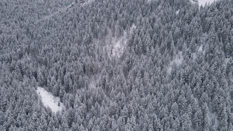 Aerial-View-Over-Mountain-Landscape-And-Snow-Covered-Pine-Tree-Forest