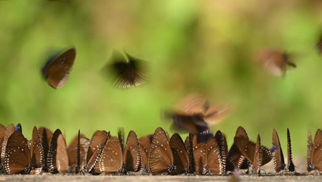 Blaue-Königskrähe,-Schmetterling,-Euploea-Camaralzeman-Camaralzeman,-Kaleidoskop-Von-Schmetterlingen,-Die-In-Der-Nachmittagssonne-Spielen,-Grüner-Wald-Bokeh-Im-Hintergrund-Im-Kaeng-Krachan-Nationalpark,-Thailand