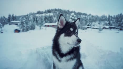 Domestic-Dog-Alaskan-Malamute-In-Winter-Countryside-Landscape-Near-Town-Of-Trondheim-In-Norway