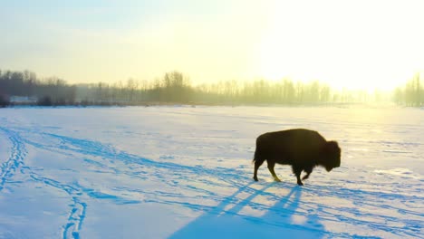 buffalo-closeup-walks-over-to-camera-during-a-sunny-winter-sunrise-as-the-45-degree-outline-bison-mammal-appraches-since-its-behind-the-heard-reflecting-its-shadow-to-the-warm-glow-of-the-bright-sun