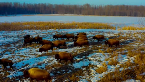 Luftstopp-über-Bisonherde-Kälber-Babybüffelnachkommen,-Die-Während-Eines-Sonnigen-Sonnenaufgangmorgens-Zur-Anderen-Seite-Des-Elk-Island-Park-In-Alberta,-Kanada,-Galoppieren,-Während-Die-Sonne-Hell-Auf-Den-Feldern-2-2-Reflektiert-Wird