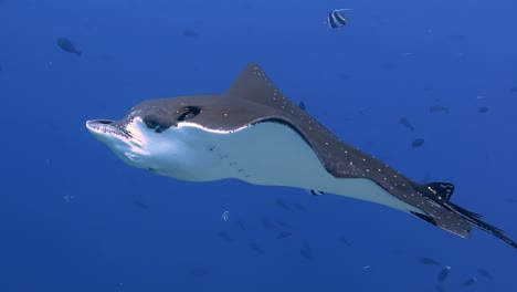 An-Eagle-Ray-swimming-majestically-close-and-relaxed