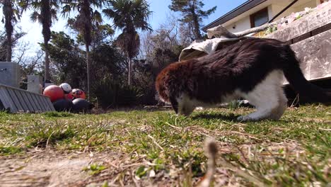 Cute-black-and-white-cat-sniffing-around-on-ground,-low-angle-shot