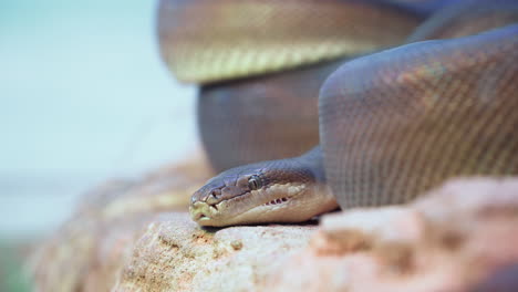 Big-Snake-Resting-On-Rock-In-The-Zoo---close-up