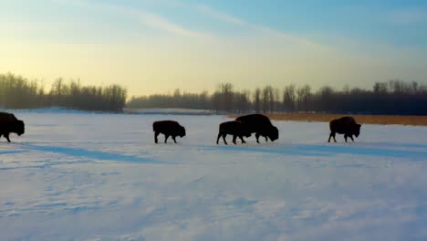 4k-1-3-an-an-exodus-of-baby-cattle-bison-buffalo-family-are-on-route-from-left-to-right-during-a-glowing-winter-sunrise-following-the-motther-cow-in-calm-approach-duing-a-weather-meltdown-of-browness