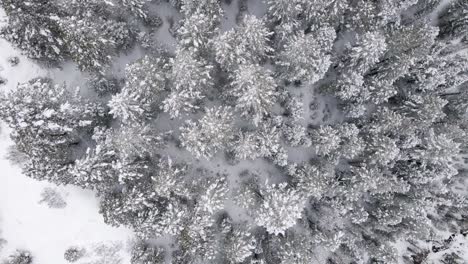 Winter-Snow-Covered-Mountain-Pine-Trees---Rotating-Top-Down-View