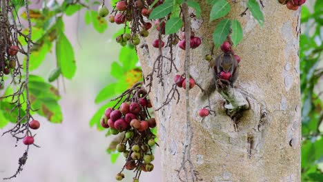 Pallas-Eichhörnchen,-Callosciurus-Erythraeus,-Frisst-Eine-Frucht,-Die-Fast-So-Groß-Wie-Sein-Kopf-Ist,-Während-Es-Auf-Einem-Kurzen,-Abgebrochenen-Ast-Eines-Baumes-Im-Naturschutzgebiet-Huai-Kha-Kaeng,-Thailand,-Sitzt