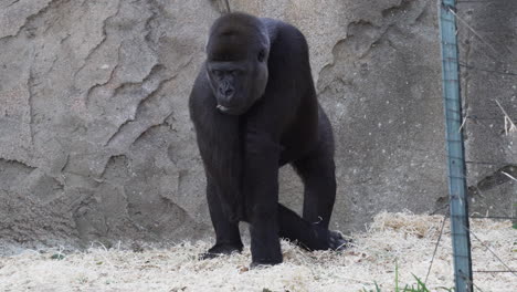 Gorila-De-Tierras-Bajas-Occidentales-Hembra-Comiendo-Heno-En-El-Zoológico