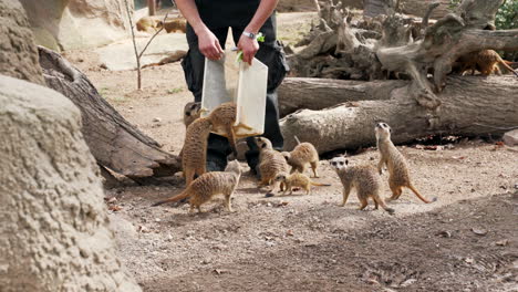 Zookeeper-feeds-meerkats-at-a-zoo