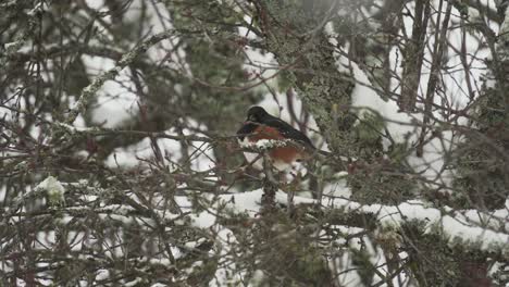 Close-up-footage-of-a-towhee-bird-sitting-on-a-snow-covered-branch-during-winter-in-British-Columbia