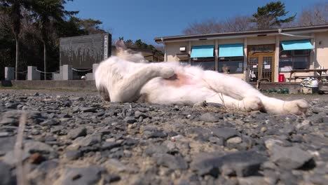 Low-angle-view-of-white-street-cat-licking-itself-lying-on-street