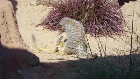 Meerkats-Fighting-In-The-Ground-On-A-Sunny-Day---high-angle