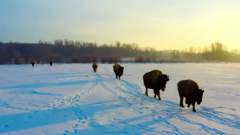early-morning-winter-sunrise-as-buffalo-follow-each-other-one-behind-the-other-in-a-herd-through-a-snow-covered-path-of-mature-bison-with-their-offspring-across-the-flat-forest-plains-in-a-closeup-1-6