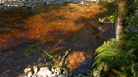 Transparentes,-Ruhiges-Wasser,-Das-Langsam-Im-Dschungel-Mit-Farnpflanzen-Am-Ufer-Fließt