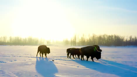 winter-buffalos-with-offspring-calfs-and-male-bisons-passing-by-during-glorious-sunrise-amber-glow-of-their-shadows-reflect-with-a-casual-routine-walk-from-left-to-right-closeup-snow-covered-path-2-2