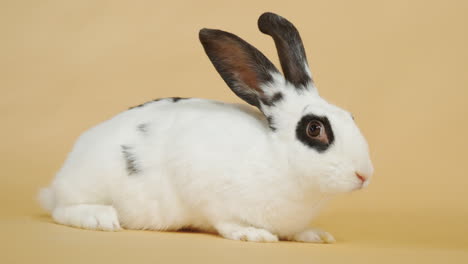 Cute-curious-black-spotted-white-rabbit-isolated-on-backdrop---Wide-medium-shot