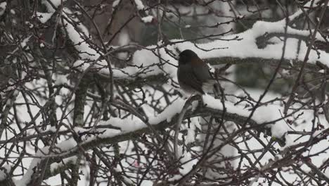 Junco-Singvogel,-Der-Im-Winter-In-Victoria,-British-Columbia,-Kanada,-Auf-Einem-Schneebedeckten-Ast-Ruht
