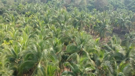 Beautiful-Aerial-View-Shot-of-Agriculture-Coconut-and-palm-farm-in-India