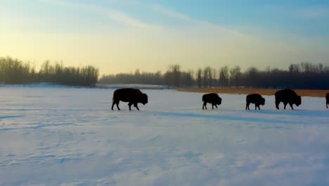 4k-2-3-Mother-bison-with-offpring-head-from-left-to-right-profile-shadow-view-on-sunrise-winter-day-in-a-specialized-habitat-to-help-these-poor-animals-grow-in-number-as-they-are-endangered-to-live