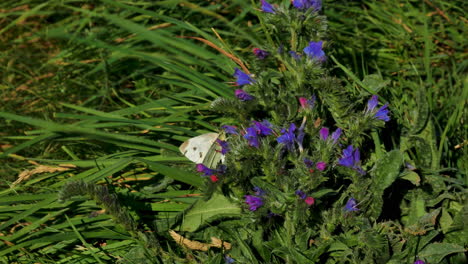 Mariposa-Blanca-Descansando-Sobre-Una-Flor-Morada-Durante-El-Día-Ventoso-Y-La-Luz-Del-Sol-En-El-Campo-De-Hierba