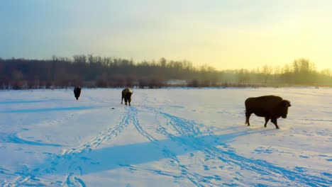 aerial-closeup-approach-of-large-adult-buffalos-behind-the-herd-headed-to-the-otherside-of-the-habitat-during-a-cool-winter-sunny-sunrise-as-their-reflections-shows-on-the-snow-covered-plains-5-6