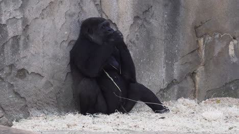 Weiblicher-Gorilla,-Der-Heu-Sitzt-Und-Isst,-Während-Er-Sich-An-Der-Wand-Im-Zoo-Zurücklehnt