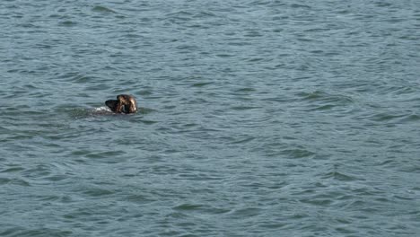 Sea-otter-mom-carrying-her-baby-by-its-neck