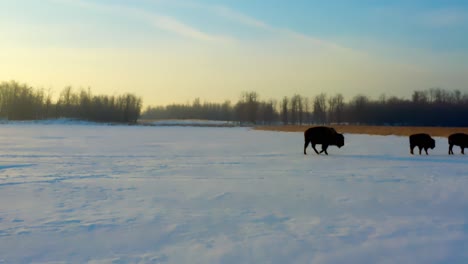 4k-3-3-mothers-offspring-bison-follow-the-herd-while-the-father-buffalo-trails-behind-them-as-they-part-from-left-to-right-on-glowing-sunny-sunrise-winter-morning-as-their-shadows-reflect-in-an-exodus
