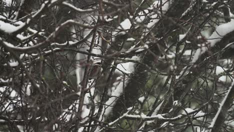 Junco-songbird-sitting-on-a-cherry-blossom-tree-branch-during-a-light-snowfall-in-winter