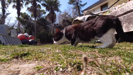 Curious-black-and-white-cat-sniffing-ground,-looking-around