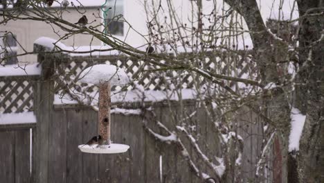 Still-motion-footage-of-songbirds-eating-out-of-a-bird-feeder-during-a-heavy-snowfall-in-Canada