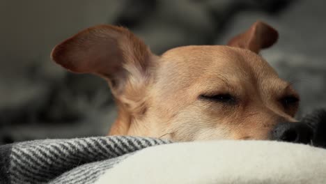 Chihuahua-Soñoliento-Acostado-Repentinamente-Despertado-Y-En-Alerta-Máxima-Reaccionando-Al-Medio-Ambiente
