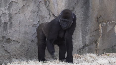 Gorila-Hembra-Parada-Y-Comiendo-Heno-En-El-Zoológico