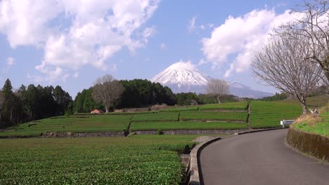 Weit-Offener-Blick-Auf-Obuchi-Sasaba-Grünteefelder-Mit-Dem-Schneebedeckten-Berg-Fuji