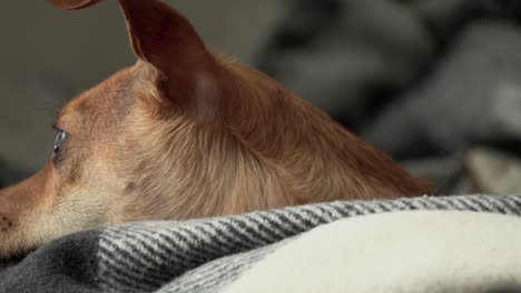 Aufnahmen-Eines-Kleinen-Männlichen-Chihuahua,-Der-Seinen-Kopf-Auf-Ein-Kissen-Legt-Und-In-Höchster-Alarmbereitschaft-Die-Aktivitäten-Draußen-Durch-Das-Fenster-Beobachtet