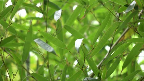 Grüne-Bambusblätter,-Die-Im-Wind-Im-Namsan-Park-In-Seoul,-Südkorea,-Simpler-Naturhintergrund-Wehen