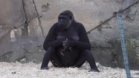 Female-Western-Lowland-Gorilla-Sitting-And-Eating-Hay-In-The-Zoo-While-Looking-In-The-Distance